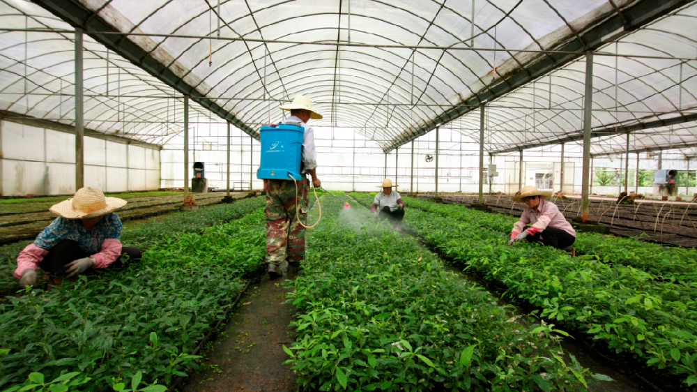 Easybet林业乡土宝贵树种良种和耐寒桉树良种获得省级财政林木良种专项资金支持