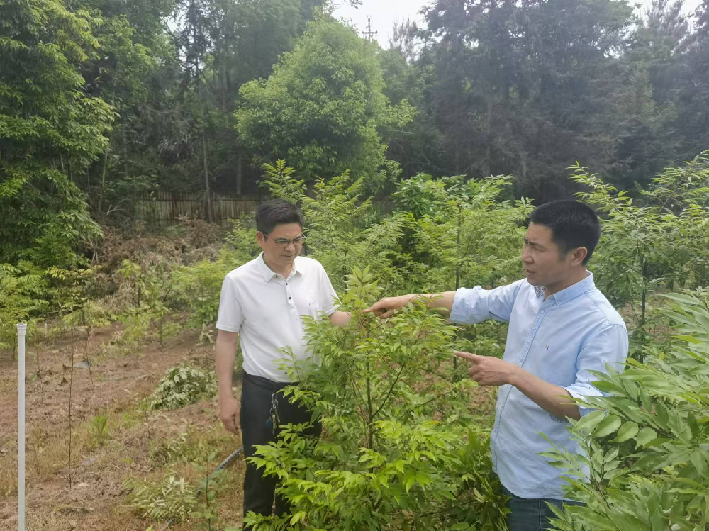 福建省“红锥良种选育与繁育技术钻研”攻关项目钻研会在Easybet林业召开
