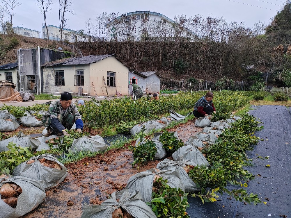 【冲刺开门红】种苗中心节日管护“不打烊” 复产销售“势头旺”